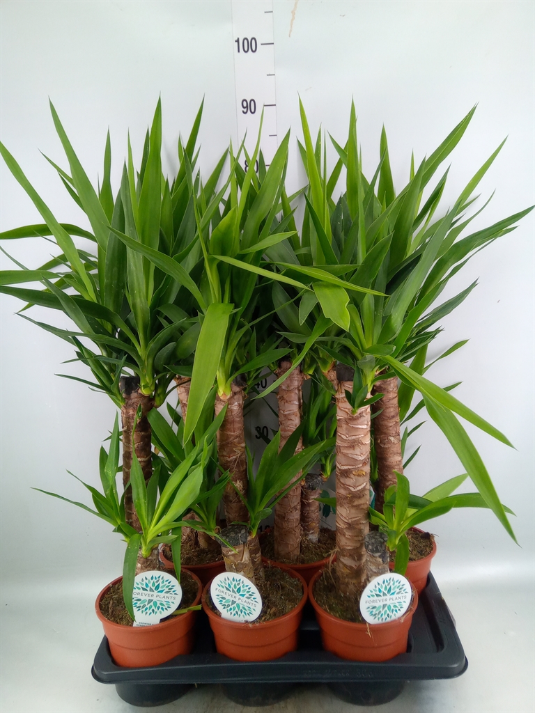 Горшечные цветы и растения оптом Yucca   ... от 6шт из Голландии с доставкой по России