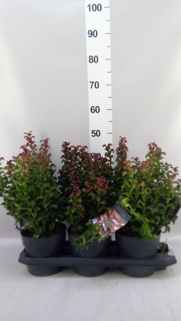 Горшечные цветы и растения оптом Leucothoe Axillaris curly Red от 3шт из Голландии с доставкой по России