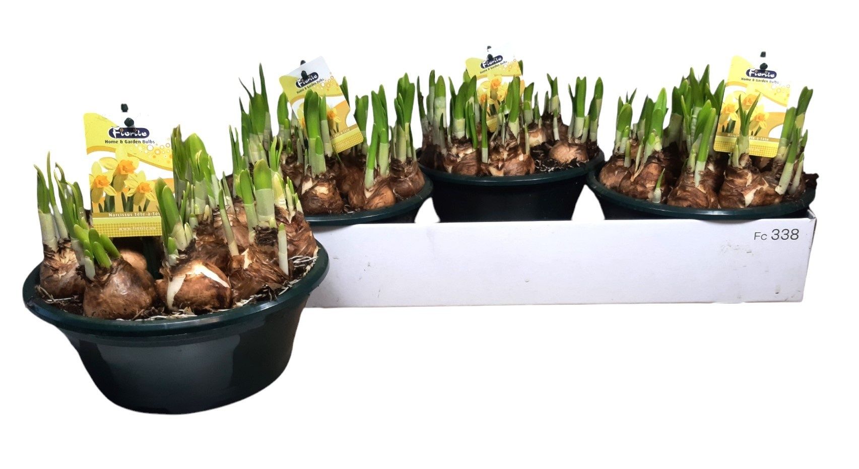 Горшечные цветы и растения оптом Narc O Tete A Tete от 3шт из Голландии с доставкой по России