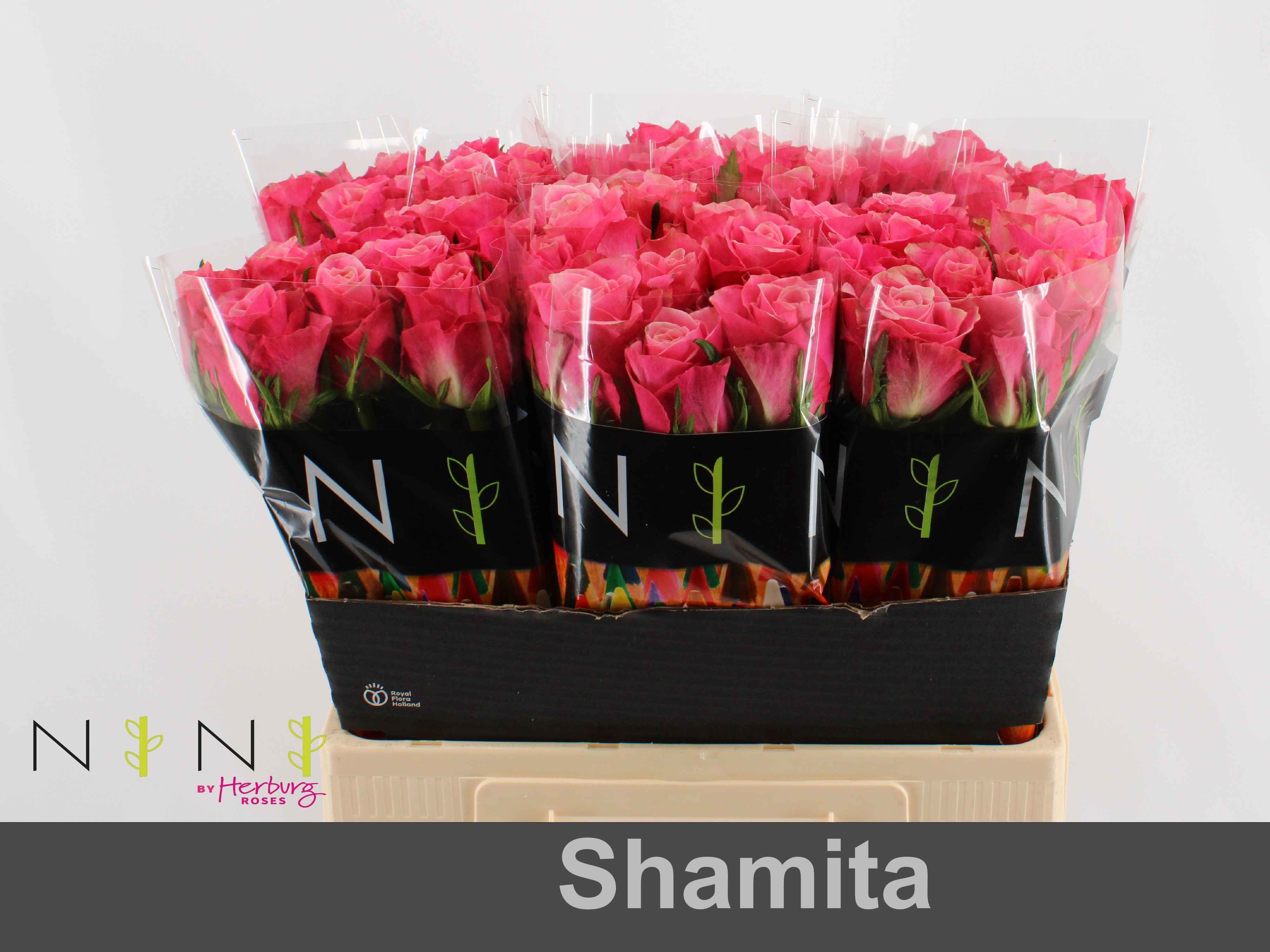 Срезанные цветы оптом Rosa la shamita от 80шт из Голландии с доставкой по России