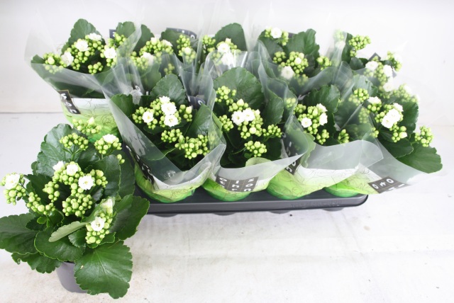 Горшечные цветы и растения оптом Kal Ge Whites White от 10шт из Голландии с доставкой по России