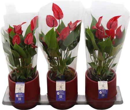 Горшечные цветы и растения оптом Anthu An Banderola Lava Keramiek Atlanta от 3шт из Голландии с доставкой по России