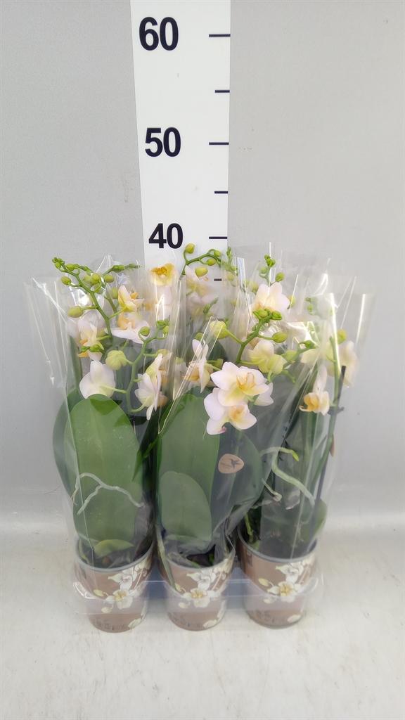 Горшечные цветы и растения оптом Phalaenopsis Multi. ...white от 6шт (для телеги) из Голландии с доставкой по России