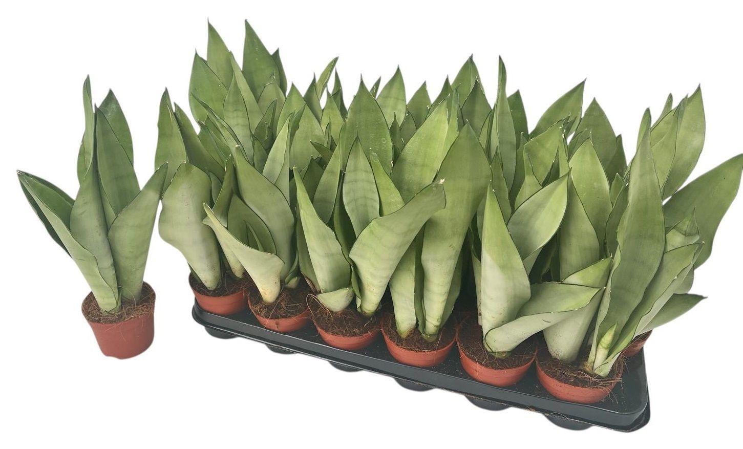 Горшечные цветы и растения оптом Sansev Moonshine от 18шт (для телеги) из Голландии с доставкой по России