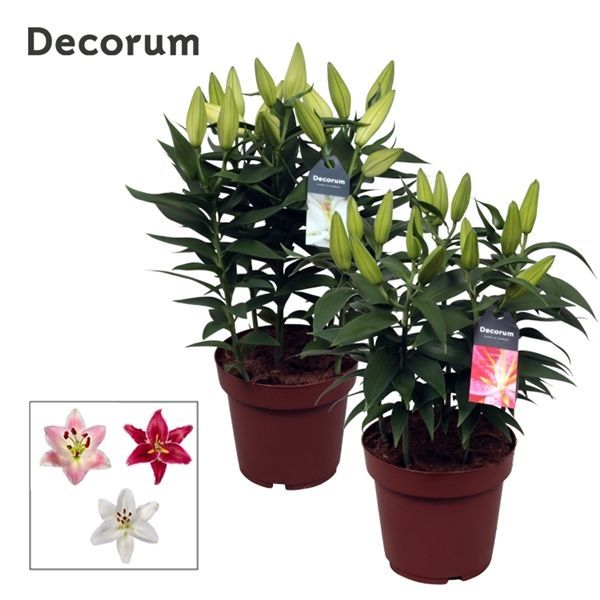 Горшечные цветы и растения оптом Lilium Or Compact Mix 5pp (decorum) от 5шт из Голландии с доставкой по России