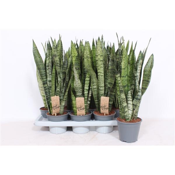 Горшечные цветы и растения оптом Sansevieria Zeylanica Xl от 7шт из Голландии с доставкой по России