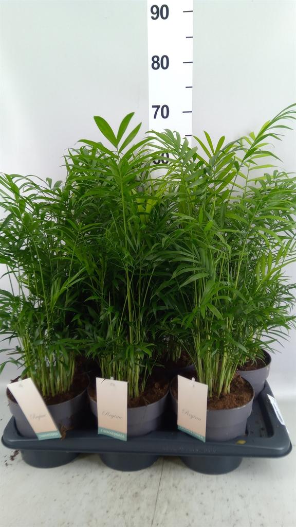 Горшечные цветы и растения оптом Chamaedorea Elegans AA от 6шт из Голландии с доставкой по России