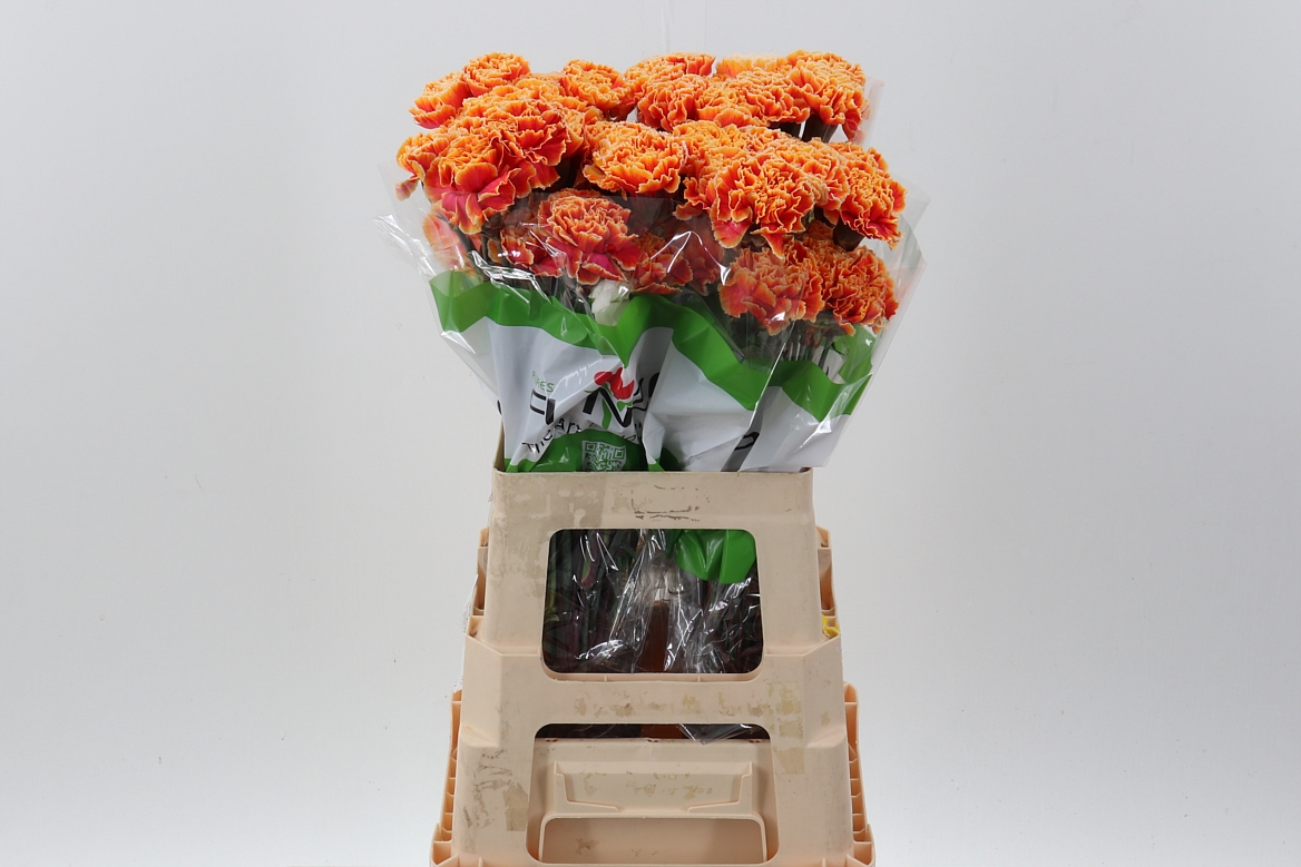 Срезанные цветы оптом Dianthus st paint fireball от 80шт из Голландии с доставкой по России Срезанные цветы оптом Dianthus st paint fireball от 80шт из Голландии с доставкой по России