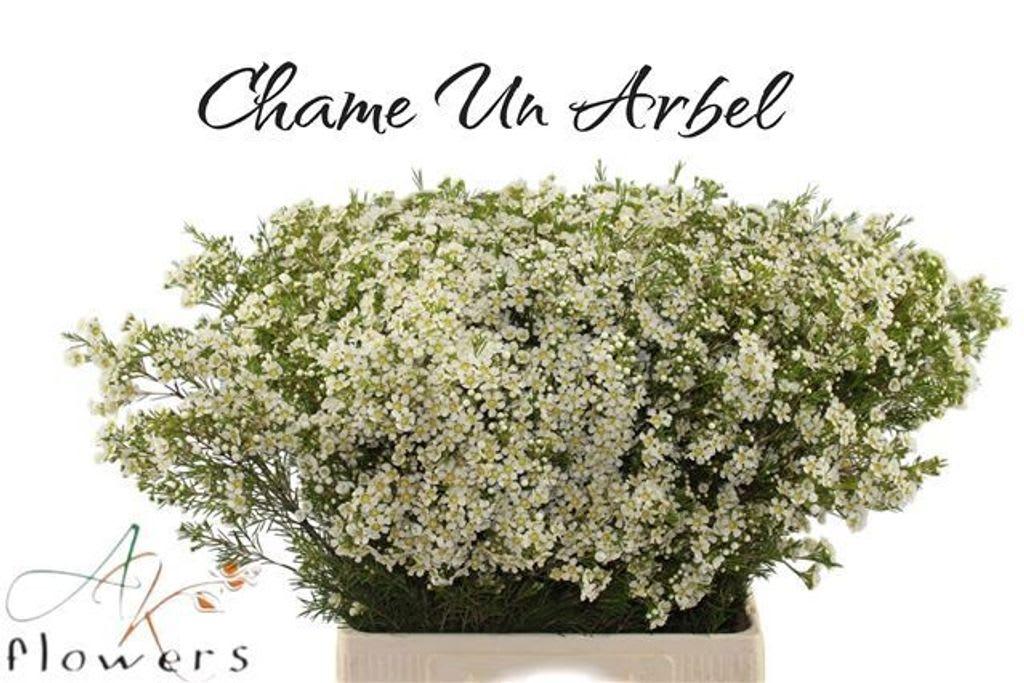 Срезанные цветы оптом Chamelaucium arbel от 50шт из Голландии с доставкой по России