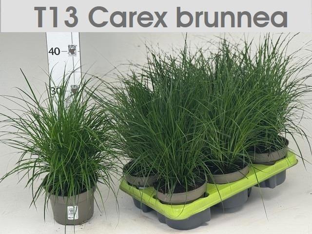 Горшечные цветы и растения оптом Carex Brunnea от 6шт из Голландии с доставкой по России