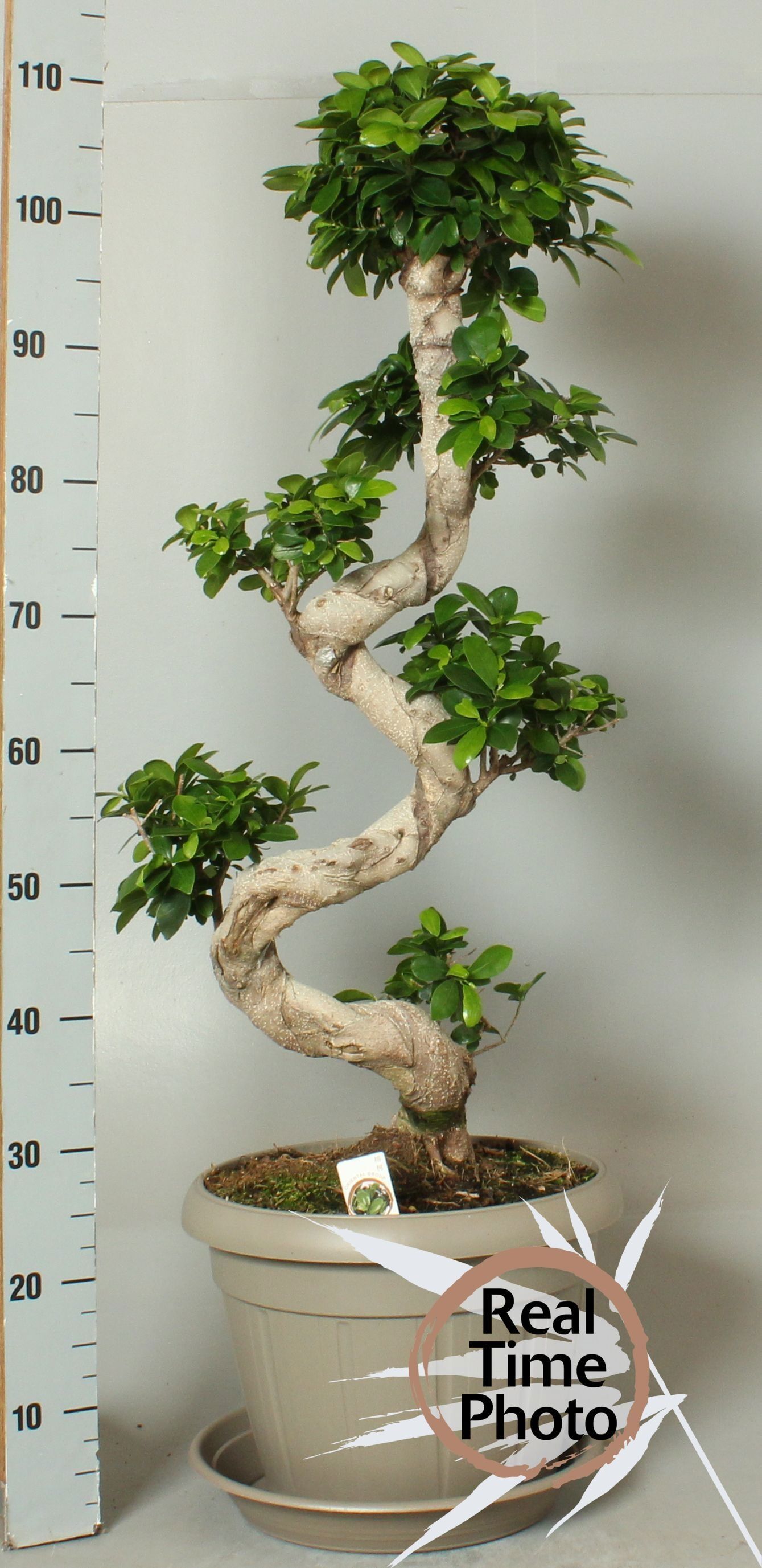 Горшечные цветы и растения оптом Fic Mi Ginseng от 1шт из Голландии с доставкой по России