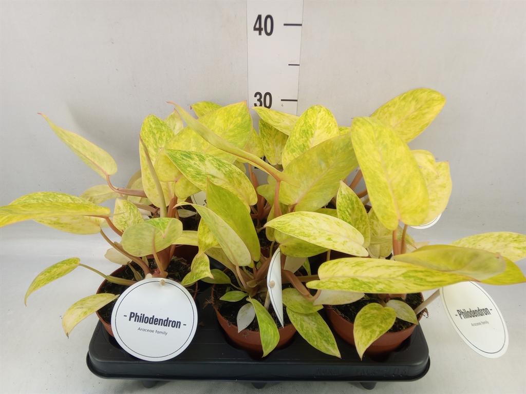 Горшечные цветы и растения оптом Philodendron   ... от 6шт' из Голландии с доставкой по России