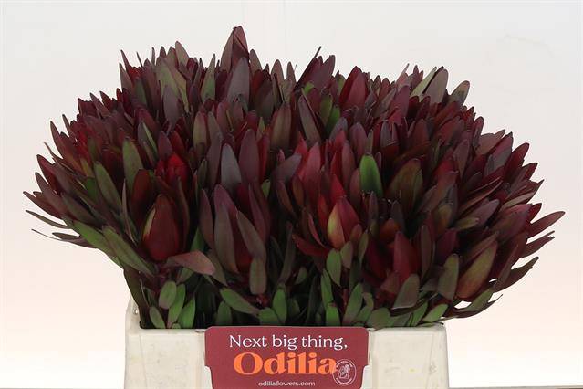 Срезанные цветы оптом Leucadendron saf sunset от 80шт из Голландии с доставкой по России