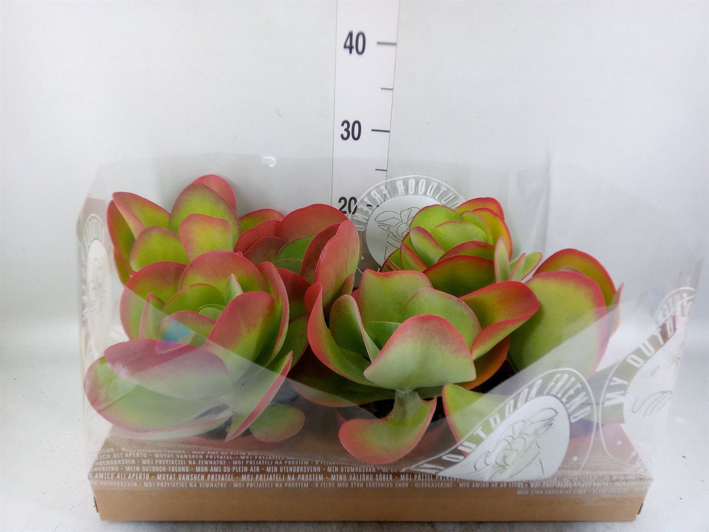 Горшечные цветы и растения оптом Kalanchoe Nf Thyrsiflora от 6шт из Голландии с доставкой по России