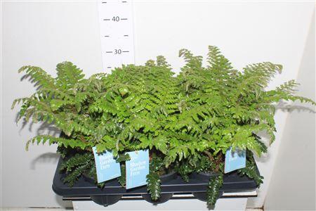 Горшечные цветы и растения оптом Polystic Polyblephar от 7шт из Голландии с доставкой по России