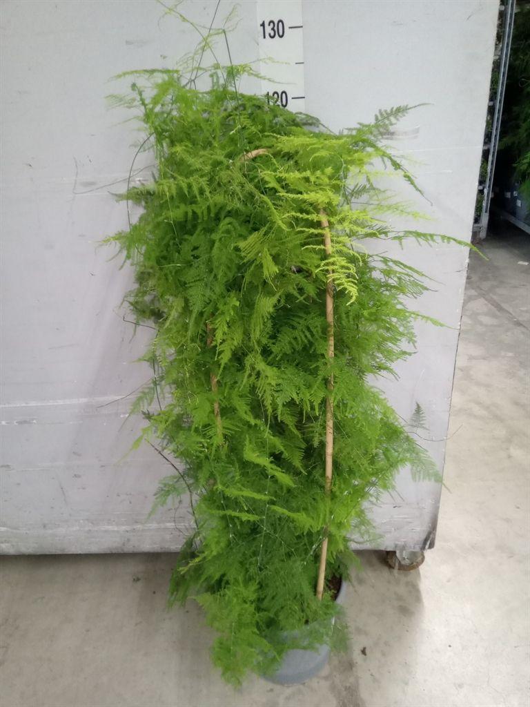 Горшечные цветы и растения оптом Asparagus Setaceus от 1шт из Голландии с доставкой по России