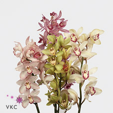 Срезанные цветы оптом Cymbidium mix от 16шт из Голландии с доставкой по России