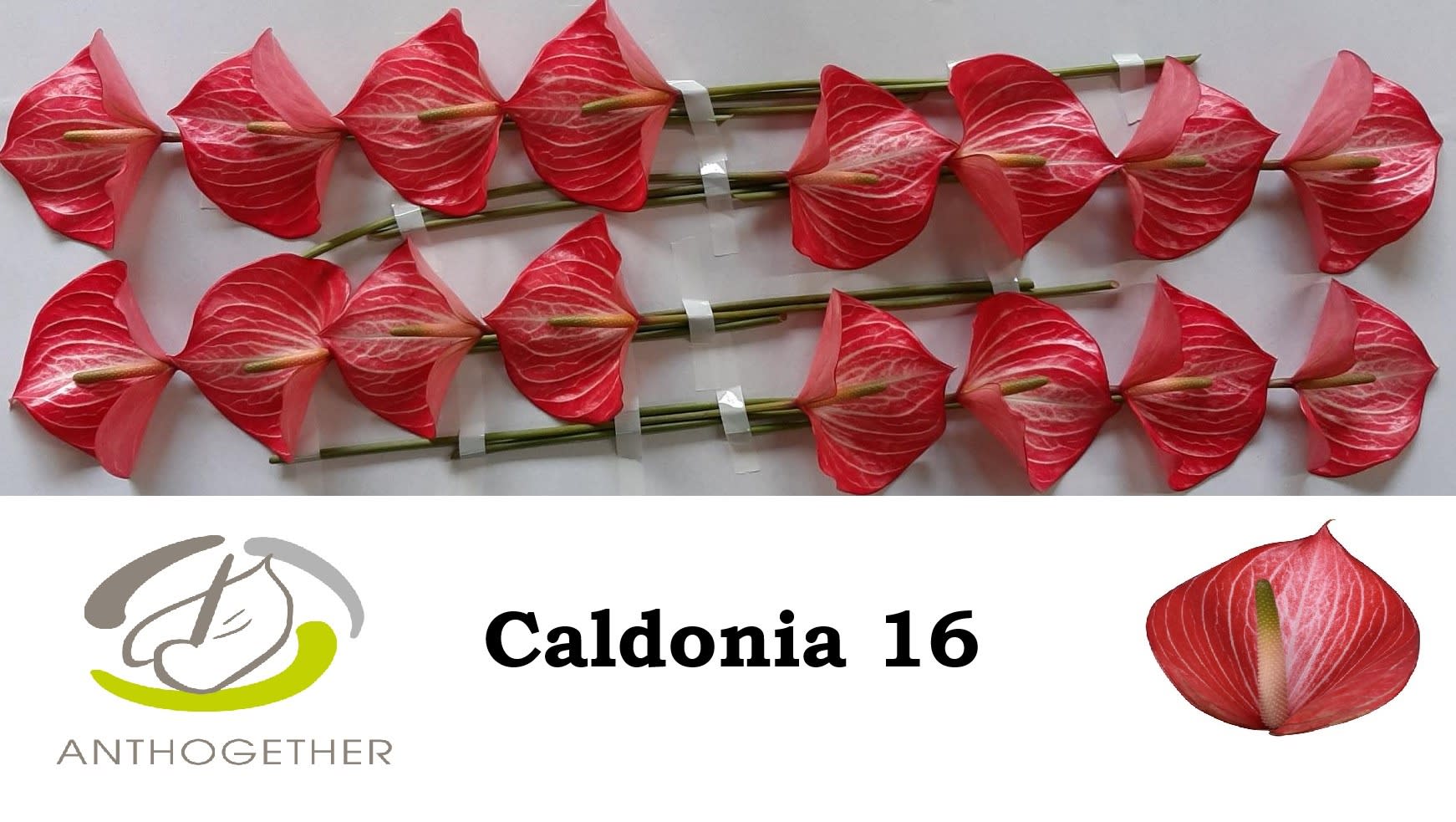 Срезанные цветы оптом Anthurium caldonia 142 от 16шт из Голландии с доставкой по России