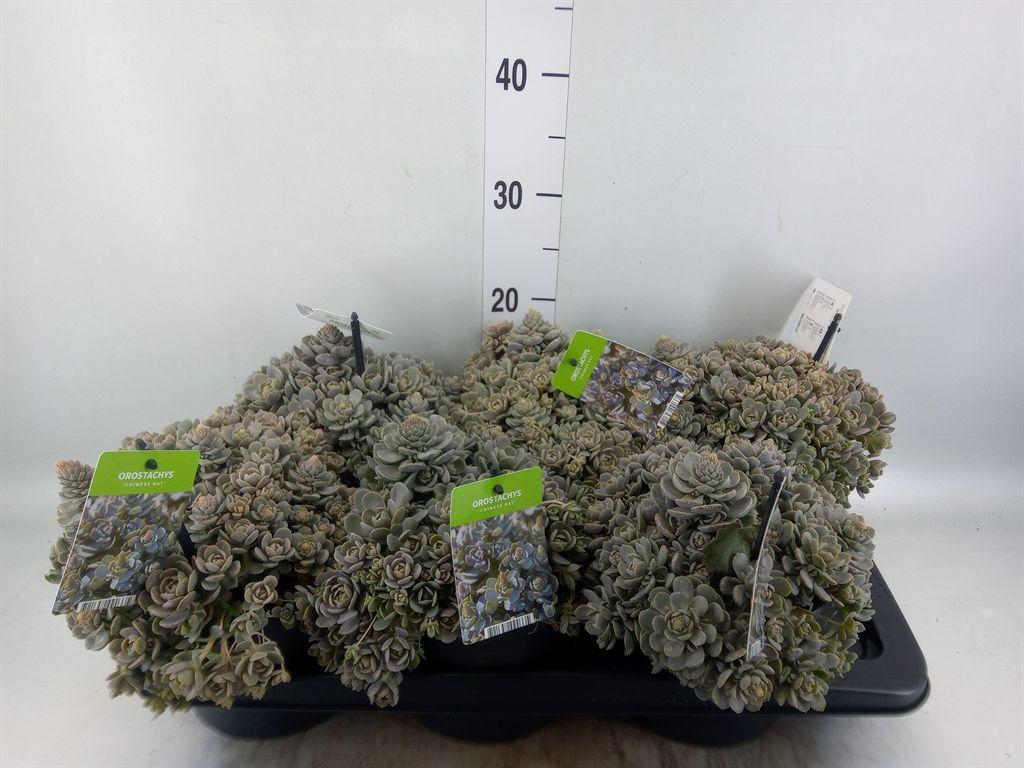 Горшечные цветы и растения оптом Orostachys Furusei от 6шт из Голландии с доставкой по России