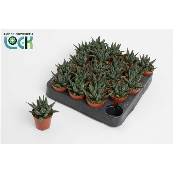 Горшечные цветы и растения оптом Haworthia Margaritifera от 30шт из Голландии с доставкой по России