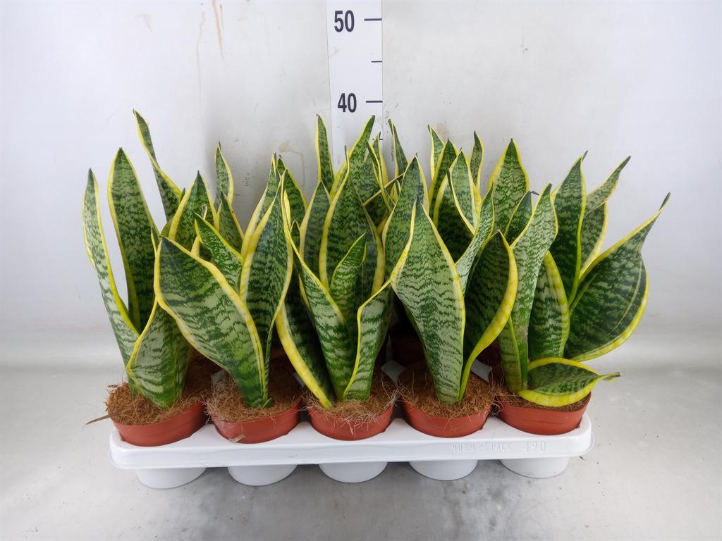 Горшечные цветы и растения оптом Sansevieria Futura Superba от 10шт из Голландии с доставкой по России