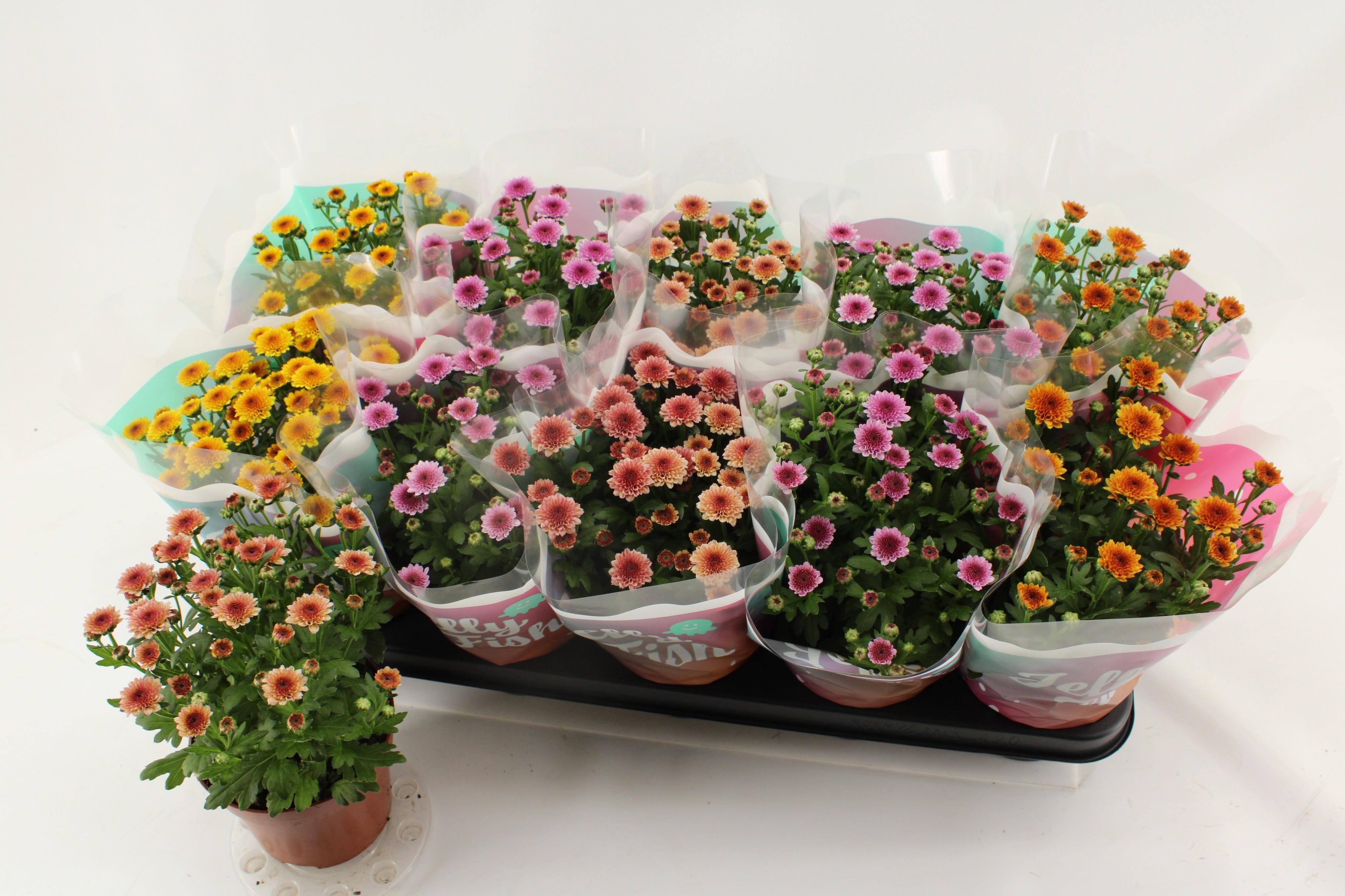 Горшечные цветы и растения оптом Chrys Jellyfi Gem от 10шт из Голландии с доставкой по России