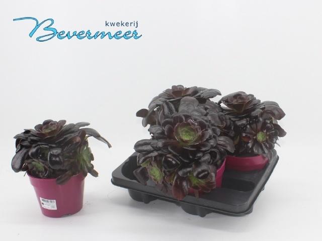 Горшечные цветы и растения оптом Aeonium Ab Velours от 4шт из Голландии с доставкой по России