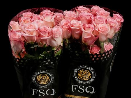 Срезанные цветы оптом Rosa large rhoslyn от 40шт.. из Голландии с доставкой по России