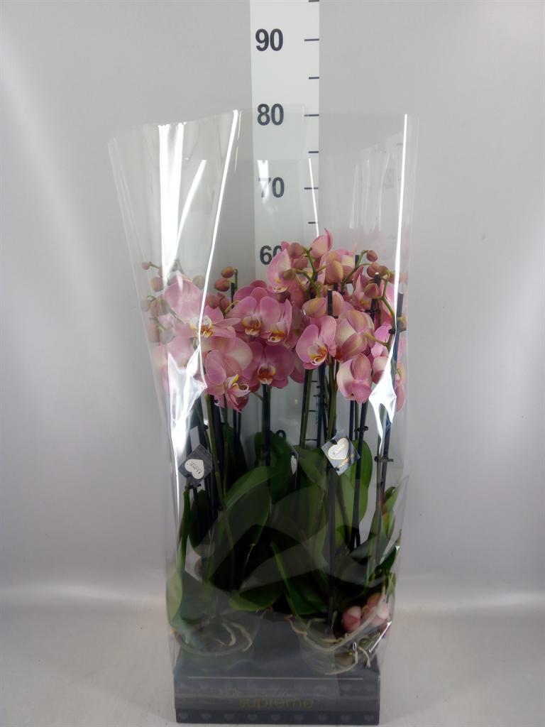 Горшечные цветы и растения оптом Phalaenopsis ... от 5шт из Голландии с доставкой по России