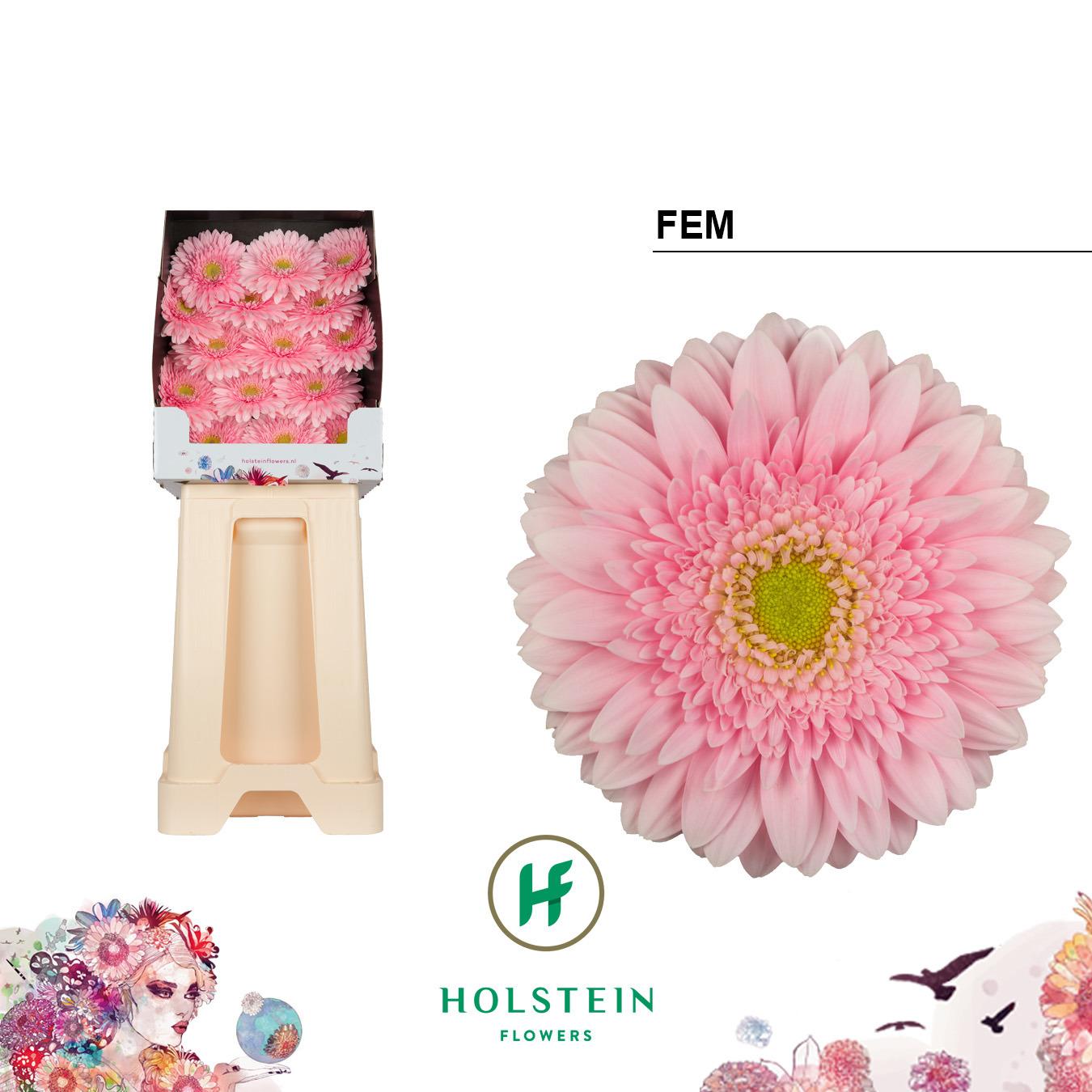 Срезанные цветы оптом Gerbera diamond fem от 45шт из Голландии с доставкой по России