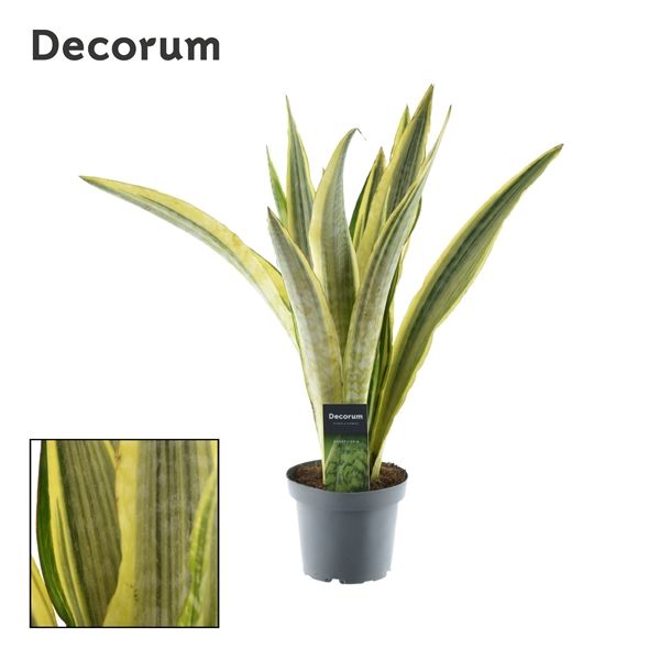 Горшечные цветы и растения оптом Sansevieria Aubrytniana Lauren (decorum) от 7шт из Голландии с доставкой по России