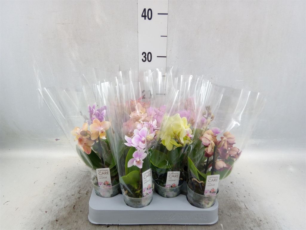 Горшечные цветы и растения оптом Phalaenopsis Multi.   ...mix от 12шт из Голландии с доставкой по России