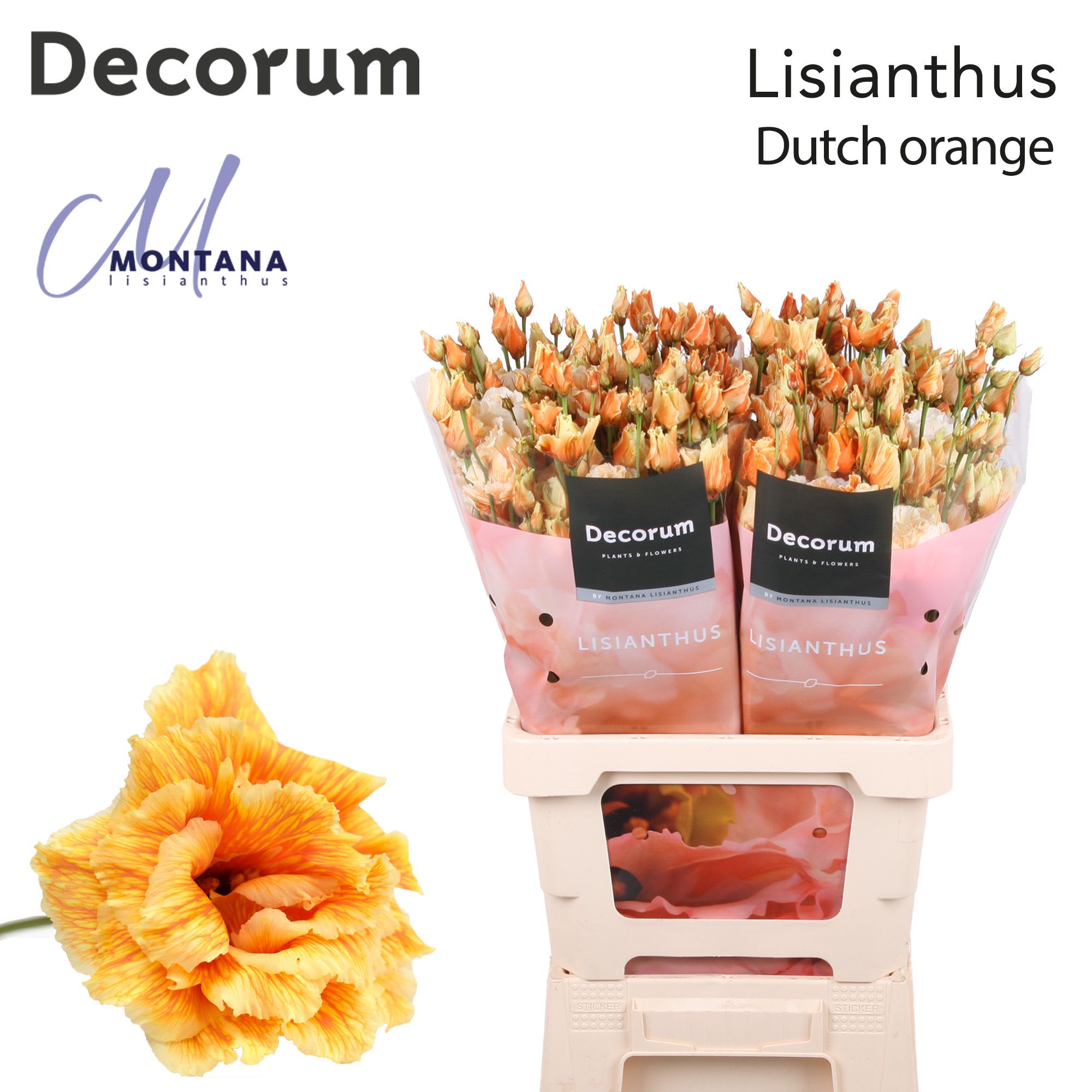 Срезанные цветы оптом Lisianthus do paint heavenly dutch orange от 20шт из Голландии с доставкой по России