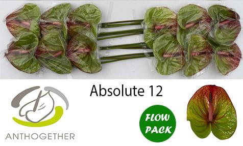 Срезанные цветы оптом Anthurium absolute от 12шт из Голландии с доставкой по России