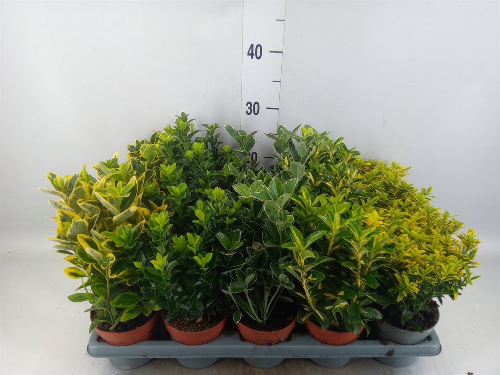 Горшечные цветы и растения оптом Euonymus Japon.   ...mix от 15шт из Голландии с доставкой по России