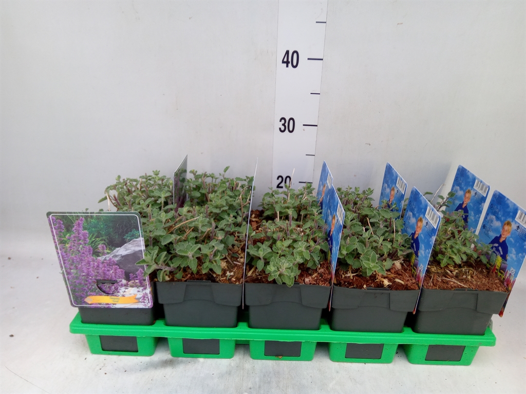 Горшечные цветы и растения оптом Nepeta   ... от 10шт из Голландии с доставкой по России