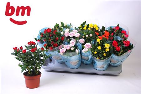 Горшечные цветы и растения оптом Rosa Beau Monde Gemengd 10,5 Cm от 12шт из Голландии с доставкой по России