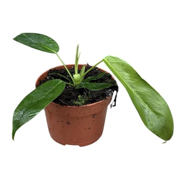 Горшечные цветы и растения оптом Philodendron Patriciae от 1шт из Голландии с доставкой по России