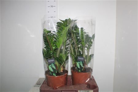 Горшечные цветы и растения оптом Zamioculcas Zenzi 4-5++++ от 2шт из Голландии с доставкой по России