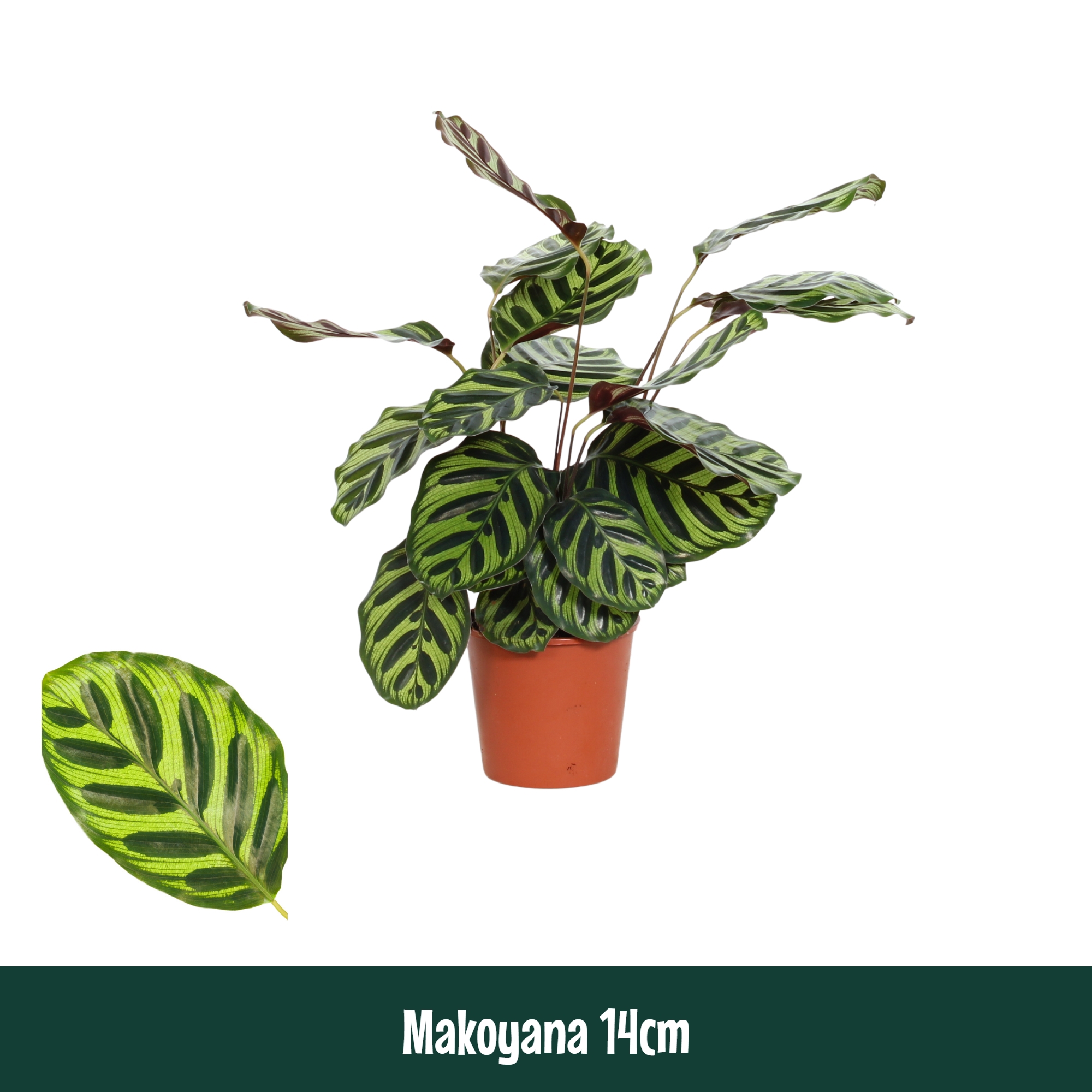 Горшечные цветы и растения оптом Calathea Makoyana A от 8шт из Голландии с доставкой по России