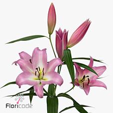 Срезанные цветы оптом Lilium or master от 40шт из Голландии с доставкой по России