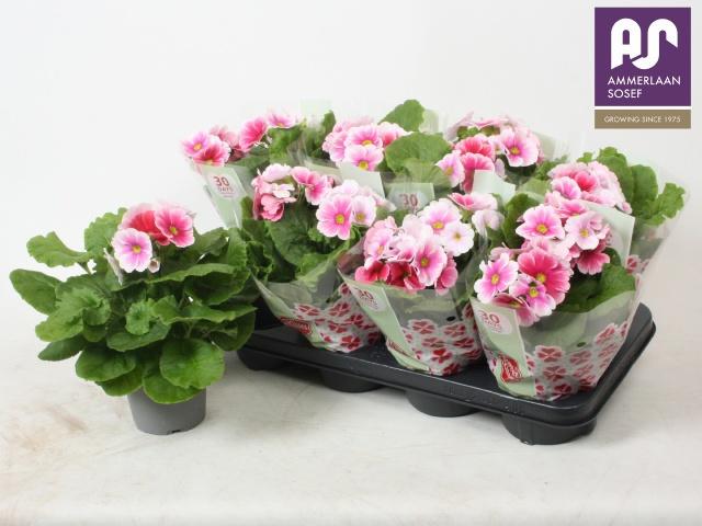 Горшечные цветы и растения оптом Prim Ob Tm Red White от 8шт из Голландии с доставкой по России