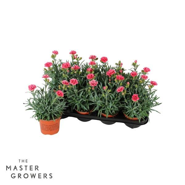 Горшечные цветы и растения оптом Dianthus Car Elise от 8шт из Голландии с доставкой по России