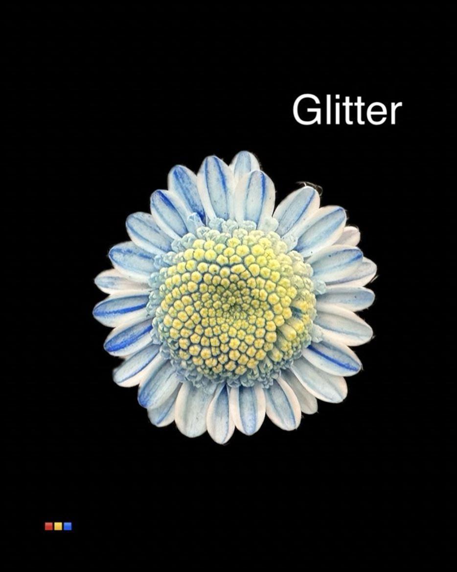 Срезанные цветы оптом Chrys sp paint stallion dusty blue + glitter от 60шт из Голландии с доставкой по России