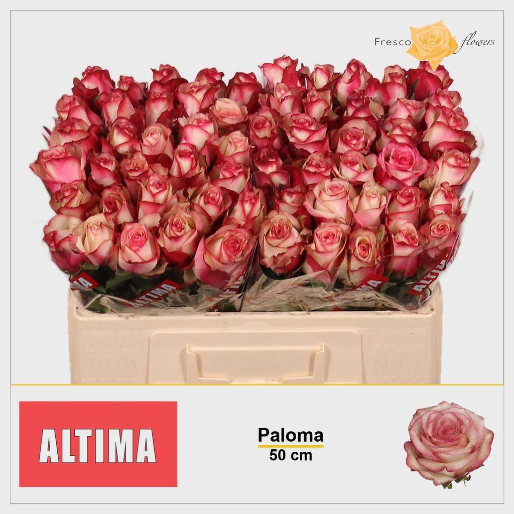 Срезанные цветы оптом Rosa large paloma от 60шт из Голландии с доставкой по России