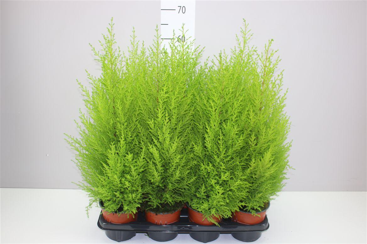 Горшечные цветы и растения оптом Cupressus Wilma от 7шт из Голландии с доставкой по России