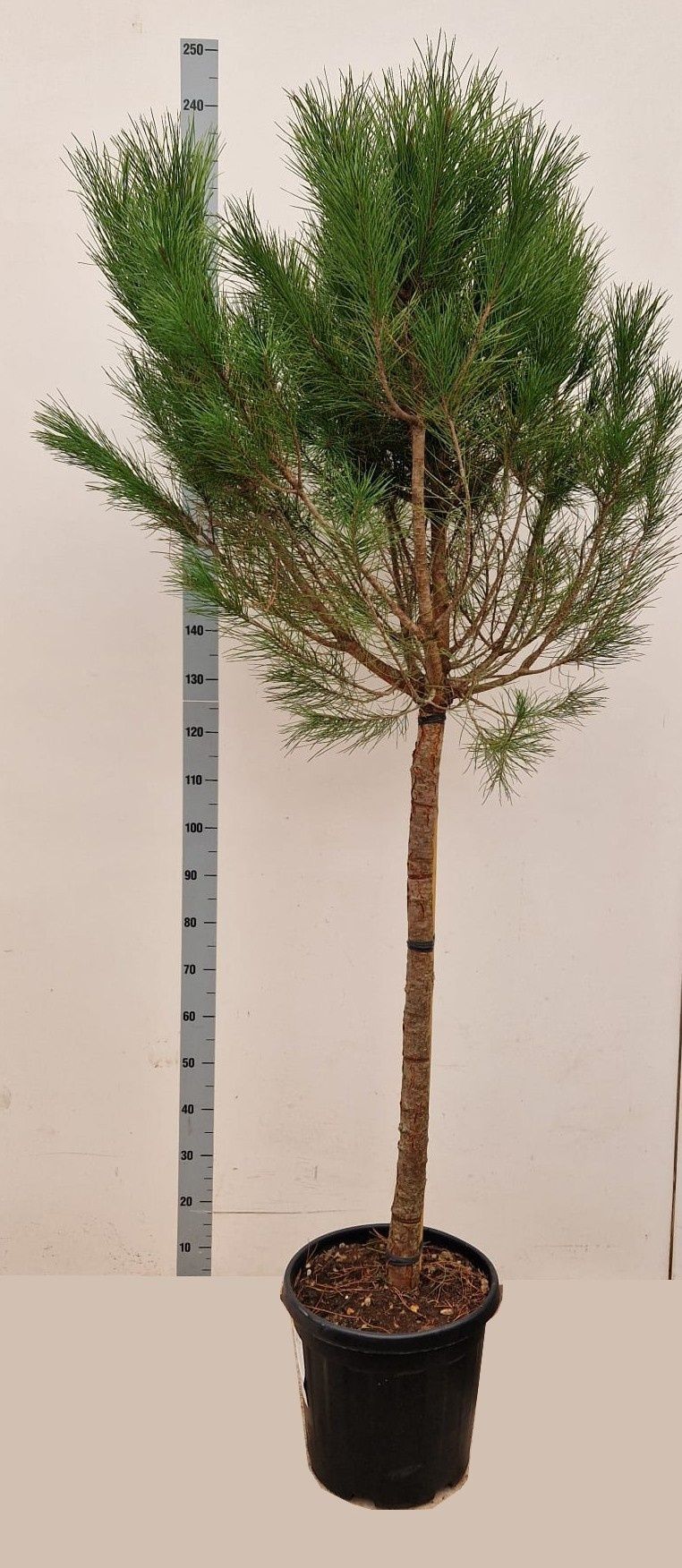 Горшечные цветы и растения оптом Pinus Pinea от 1шт из Голландии с доставкой по России