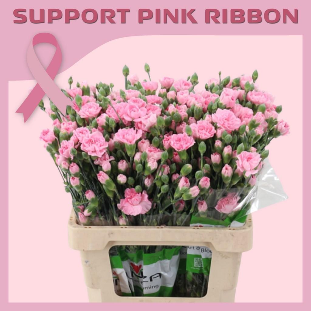 Срезанные цветы оптом Dianthus sp athena от 100шт из Голландии с доставкой по России