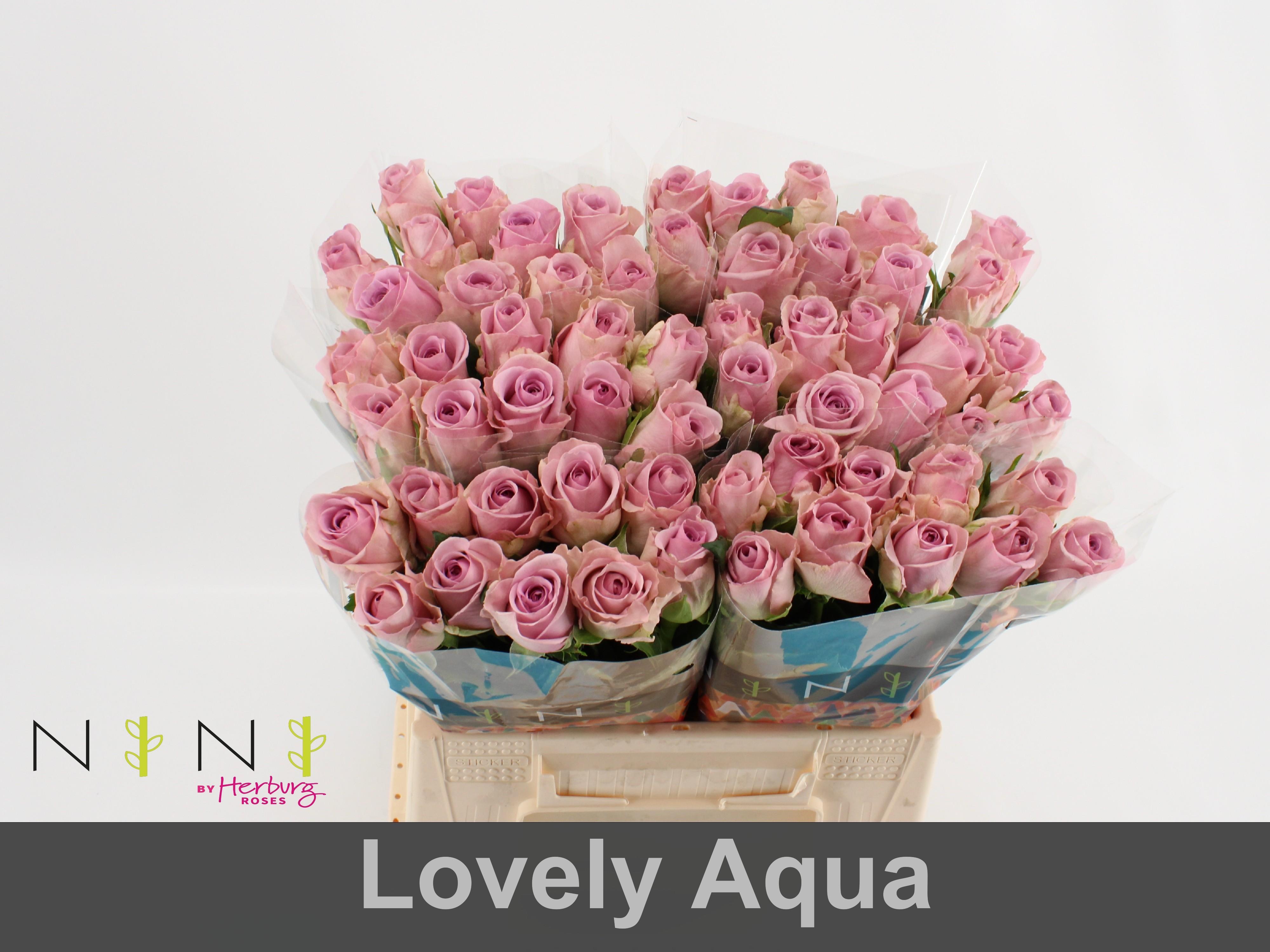 Срезанные цветы оптом Rosa large lovely auqa! от 60шт из Голландии с доставкой по России