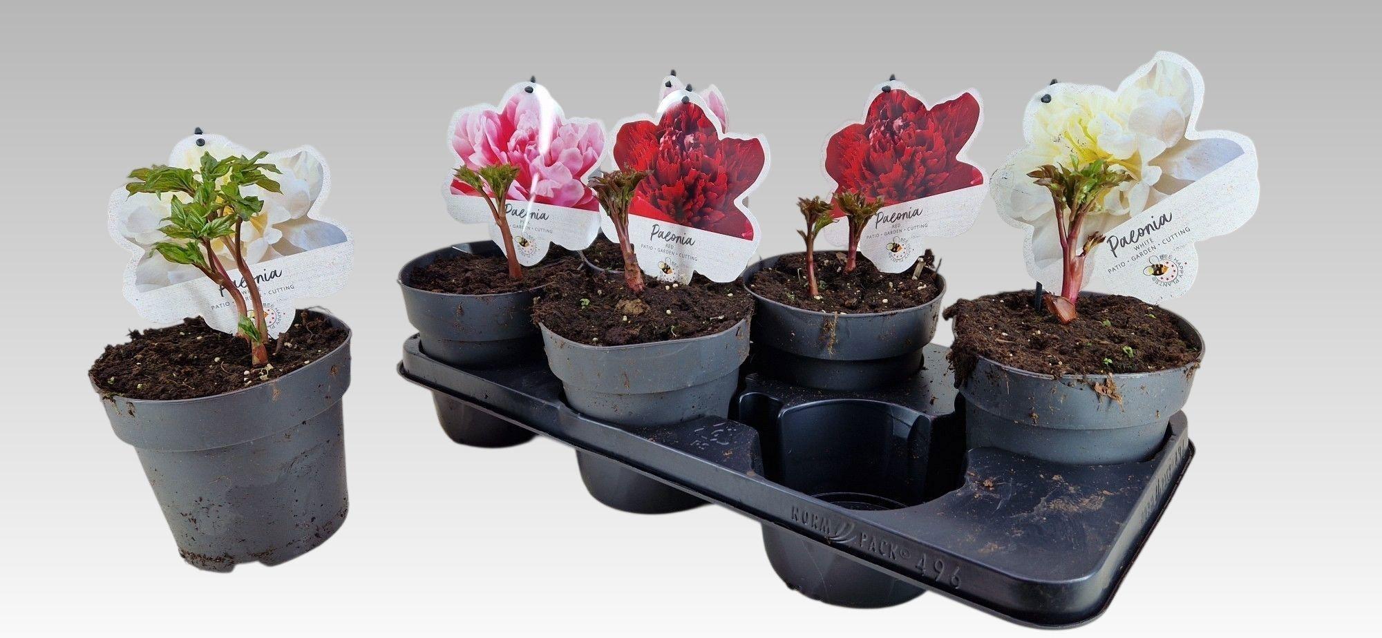 Горшечные цветы и растения оптом Paeonia L Gem от 6шт из Голландии с доставкой по России